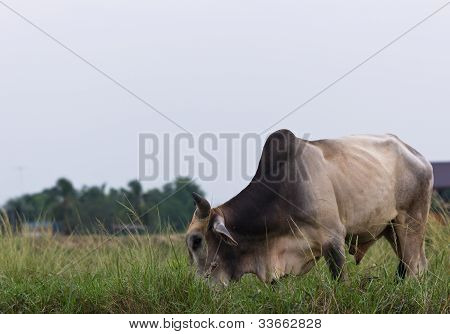 Thajské kráva stravování trávy