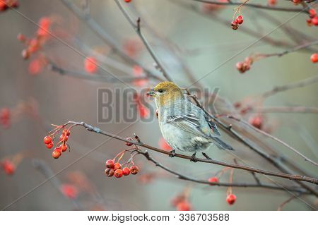 Pine Grosbeak, Pinicola Enucleator, Female Bird Feeding On Berries