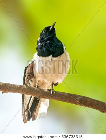 Magpie Robin Having A Stratch On A Tree Branch