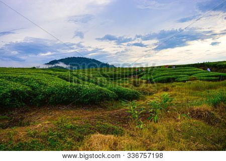 The View Of The Tea Garden Is Clearly Visible And Mount Talang Is So Beautiful