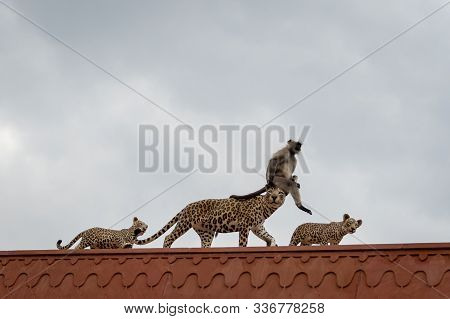 Funny Wildlife Scene Gray Langur Or Hanuman Langur Sitting Over Dummy Leopard Mother Head With Cubs 