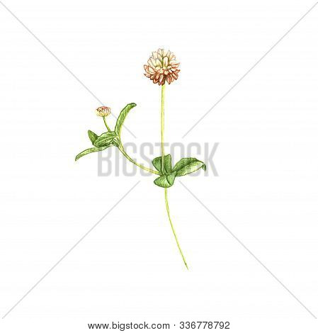 Alsike Clover Flower, Drawing By Colored Pencils, Trifolium Hybridum, Hand Drawn Illustration