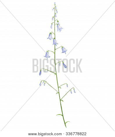 Ladybells Flower, Drawing By Colored Pencils, Adenophora, Hand Drawn Illustration