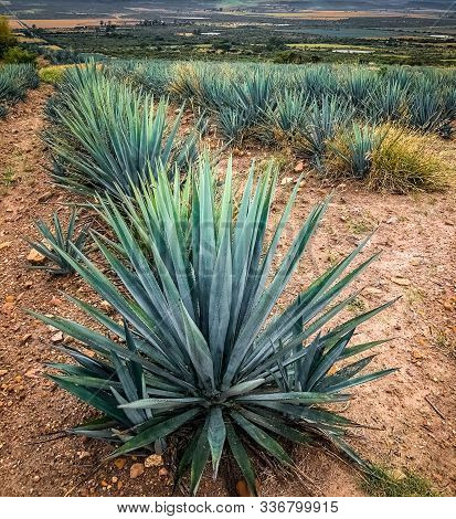 Blue Agave Plant, Ready To Make Tequila