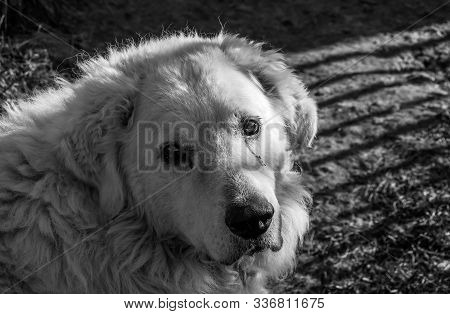 Hungarian Adult Male Kuvasz Portrait Shot In Harsh Sunlight , In Black And White.