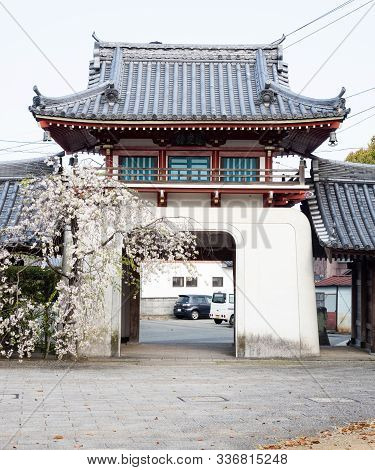 Tokushima, Japan - April 2, 2018: Cherry Tree Blossoming At The Entrance To Anrakuji, Temple Number 