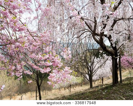 Cherry Trees Blooming In The Mountains Of Shikoku Island Near Shosanji, Temple Number 12 Of Shikoku 