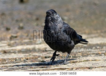 A Jackdaw Moulting Feathers At The End Of Summer