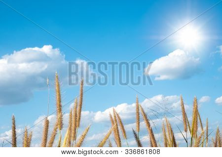 Desho Grass Fields With Beautiful Blue Sky With White Clouds And Sun, Sunlight Background Panorama