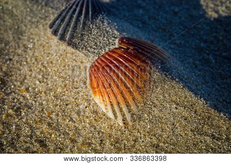 Seashell On A Windswept Atlantic Ocean Beach In The Late Afternoon Sun. The Shell Is A Hard, Protect