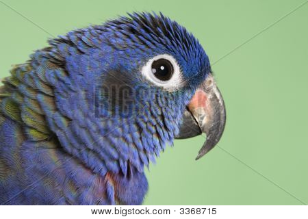 Голубой возглавлял Pionus