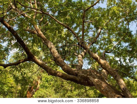 Beautiful View Of A Tree With Big Branches Covering The Ghat Road On The Way To Yercaud, Salem, Indi