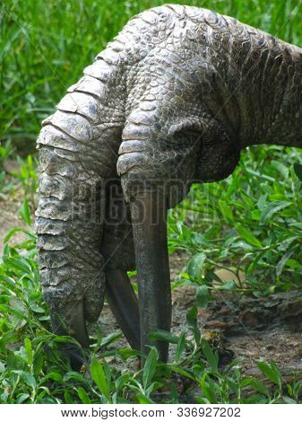 Claws Are A Huge Threat To The Beautiful Cassowary