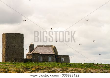 Razorbills, Cormorants, Puffins, Herring Gulls, Terns And Other Birds Protected In And Around Farne 