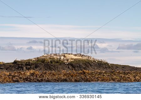 Birds In Farne Islands, Uk