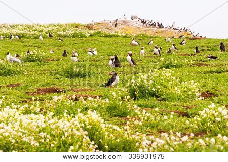 Colony Of Puffins, With Brightly Coloured Beaks,  Also Knows As Puffinry, A Circus, A Burrow, A Gath