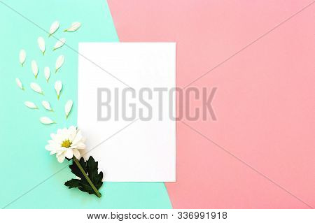 White Chrysanthemum With Copy Space On A Mint And Pink Background