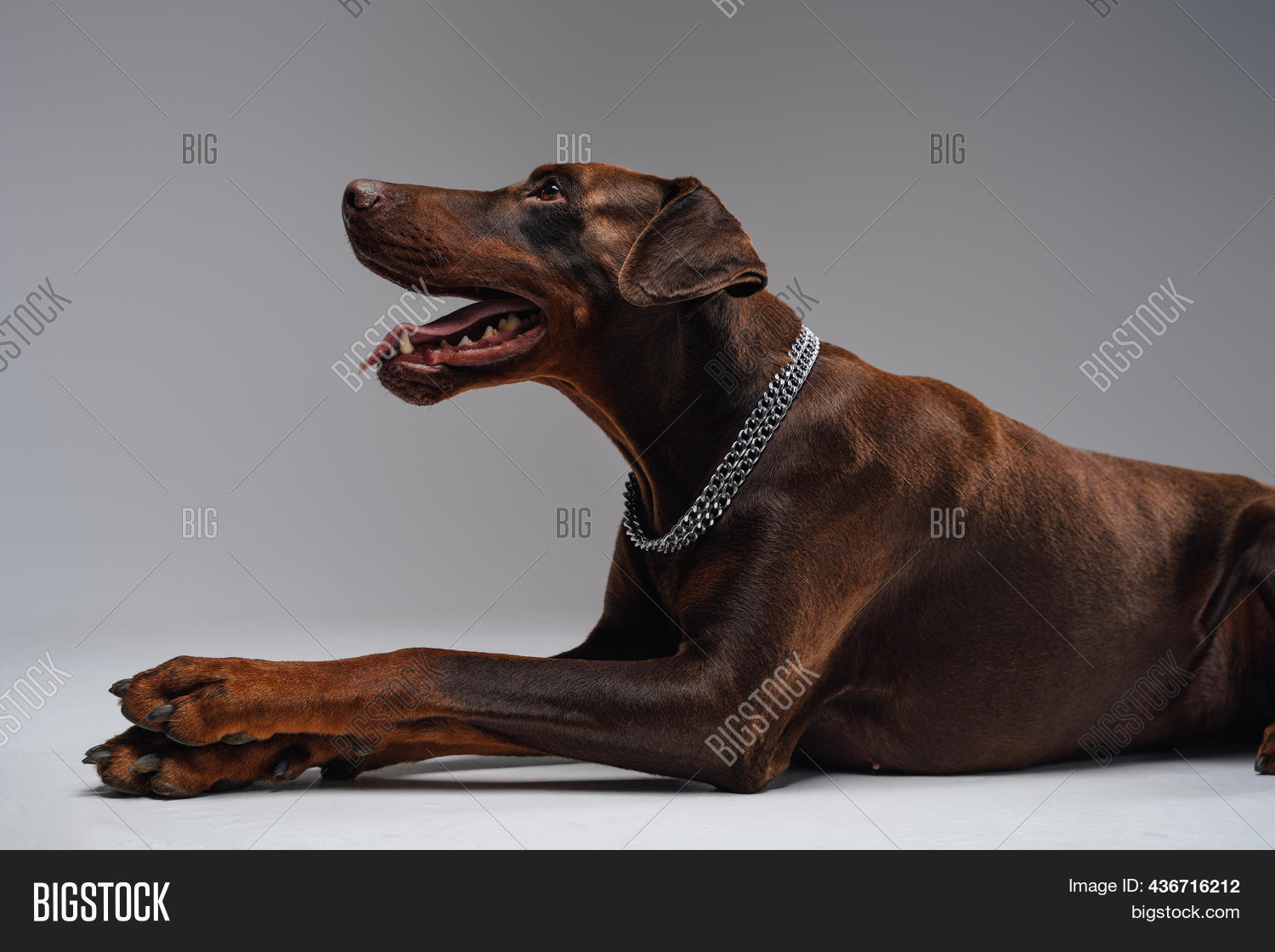 Lying Down Doberman Image & Photo (Free Trial) Bigstock