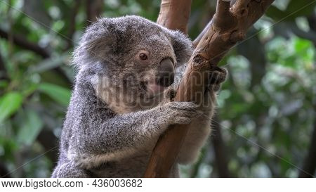 Koala, Sitting In A Tree, Facing The Camera At Blackbutt Nature Reserve