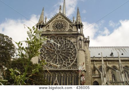 Notre Dame çiçekler
