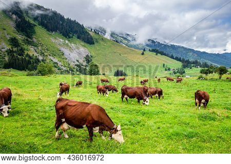 Cows In A Mountain Field. La Clusaz, Haute-savoie, France