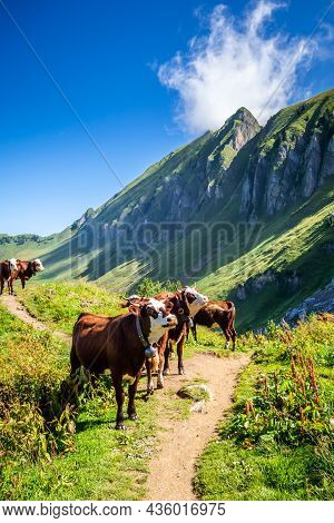 Cows In A Mountain Field. The Grand-bornand, Haute-savoie, France