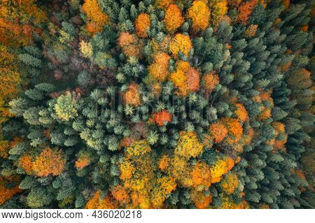 Aerial drone top down view. Yellow, orange and red autumn trees in colorful forest. Sunny day in autumn mountains