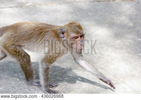Macaque With Long Legs Crabeater Looking For Food