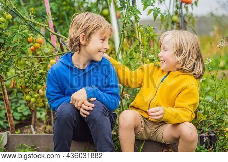Boys And Tomatoes Peppers In Vegetable Garden. Homeschooling, Natural Education Of Children, Unschoo