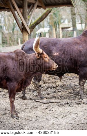 Young Bull Watussi Brown Stands On The Ground Livestock On A Farm