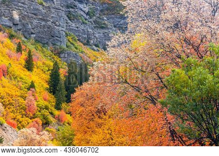 Vivid color autumn trees at Mt Timpanogos along Alpine loop in Utah