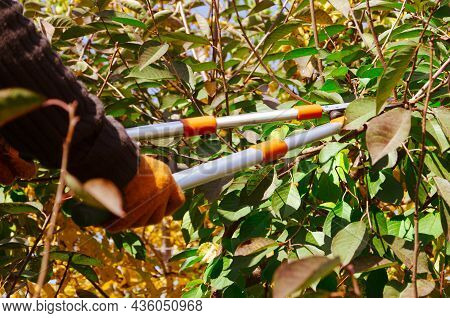 Seasonal Pruning Trees With Pruning Shears. Gardener Pruning Fruit Trees With Pruning Shears. Taking