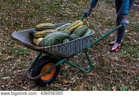 A Wheelbarrow With Zucchini Driven By A Man. High Quality Photo