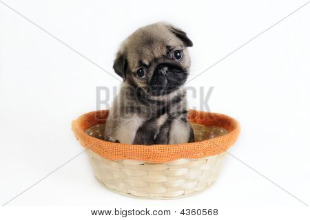 Mops hvalp i kurv