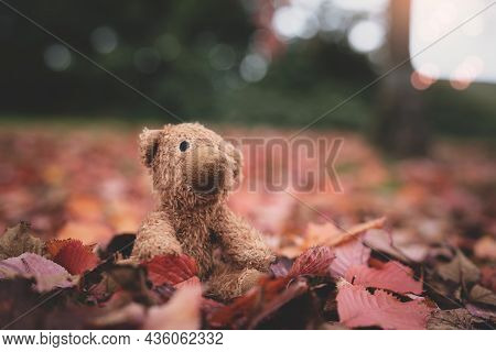 Teddy Bear Doll Sitting On Autum Leaves At Footpath. Front View Lost Bear Toy Looking Out Owith Sad 