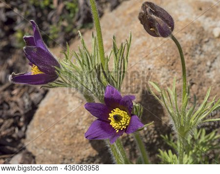 Beatiful Close Up Pulsatilla Pratensis, Pasque Flower On Rock Garden. Violet Flowers Of Prairie Croc