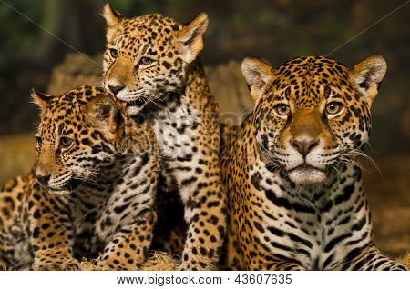 Jaguar-Familie