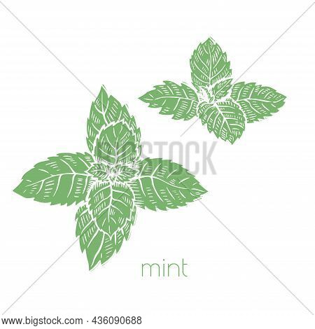 Mint Leaves Plant In Hand Drawn Style On White Background. Nature Vector. Cooking Food Illustration 