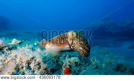 Underwater Photo Of Beautiful Cuttlefish Hovering Over The Sand Bottom. From A Scuba Dive In The Atl