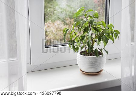 Potted Young Ficus Benjamina Plant On The Windowsill In The Room.