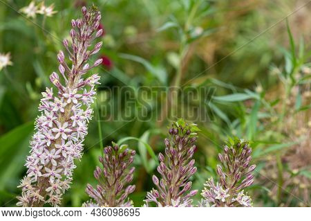Pineapple Lily (eucomis Comosa) Flowers