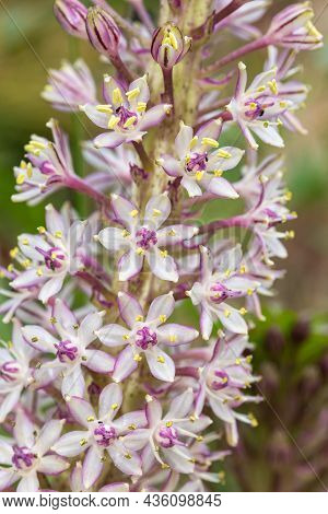 Pineapple Lily (eucomis Comosa) Flowers