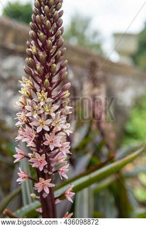 Pineapple Lily (eucomis Comosa) Flowers