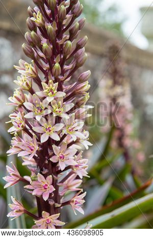 Pineapple Lily (eucomis Comosa) Flowers