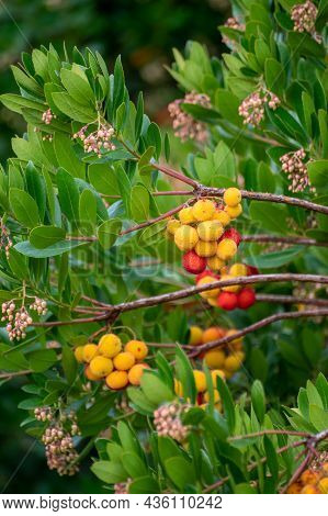 Botanical Collection, Ripe Colorful Flowers Of Arbutus Unedo, Strawberry Tree, Evergreen Shrub Or Sm