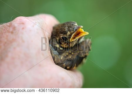A Baby Thrush, Little Song Thrush. Close Up Of A Thrush.