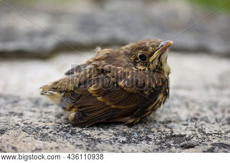 A Baby Thrush, Little Song Thrush. Close Up Of A Thrush.