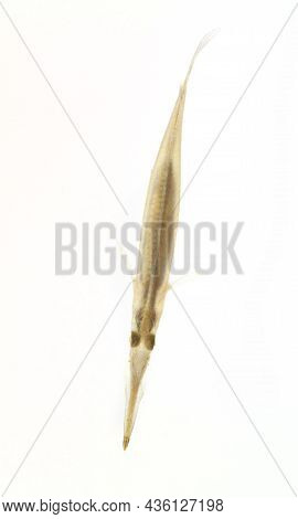 Small Pipe Fish Native To Asia Living In Rice Paddies With Its Strange Long Mouth And See Though Bod