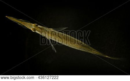 Small Pipe Fish Native To Asia Living In Rice Paddies With Its Strange Long Mouth And See Though Bod