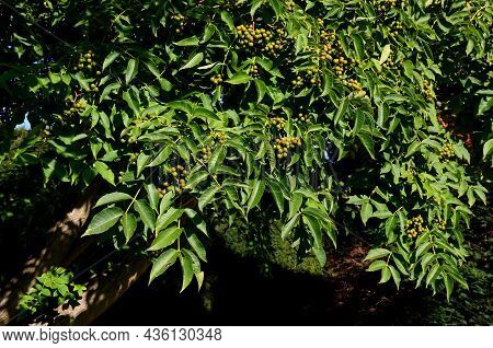 Cork Tree, An Important Distinguishing Feature Is The Cork Bark, Which Is Constantly Growing. The Pi